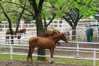 展示されていた引退馬、左からギルデッドエージ、ヘッドシップ（手前）、ギャラントアロー（奥、頭見えないけど）、マイネルレコルト