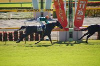 トゥルヴァーユ、2戦目は勝ち馬にうまく乗られてまた2着