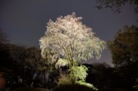 六義園・何とか少し残ってた第二しだれ桜