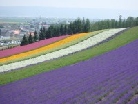 富良野・ファーム富田