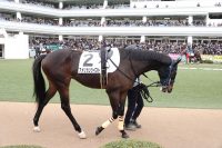 1/12 4歳以上1勝クラス パドックでのアメリカンツイスト。