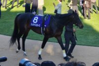 シュヴァリエローズ、有馬記念パドック。